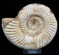 / Inch Perisphinctes Ammonite - Jurassic #1943-1